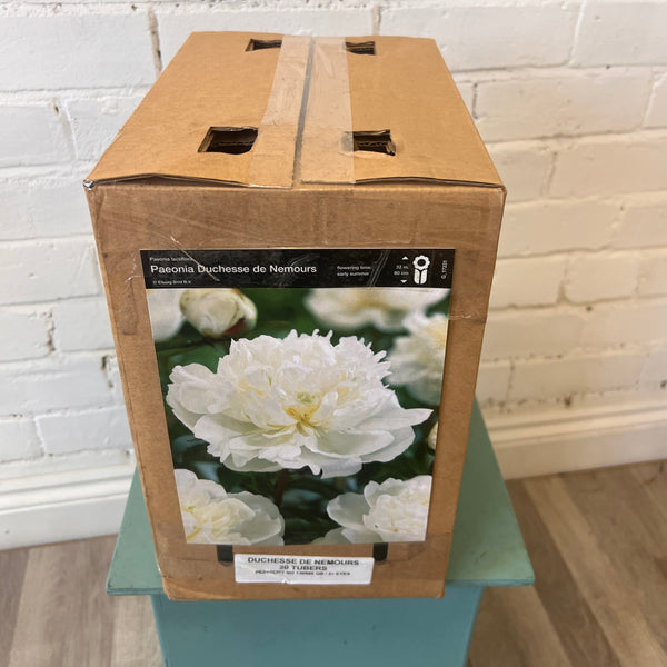 BARE ROOT Peony - Duchesse De Nemours - BOX OFFER