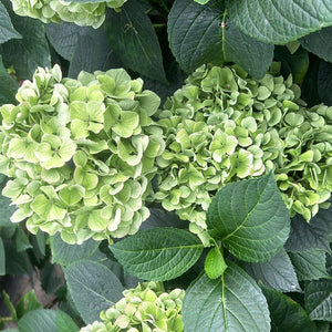 Hydrangea Mixed Green Shades -50cm - 5 stems