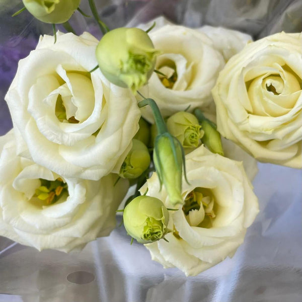 Lisianthus UK GROWN (Suffolk) - mixed colours