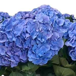 Hydrangea Diamond Blue -5 Stems Premium Grade