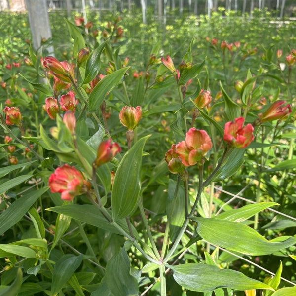 NEW! Alstroemeria Cornish FLORINCA 10 Stems CORAL