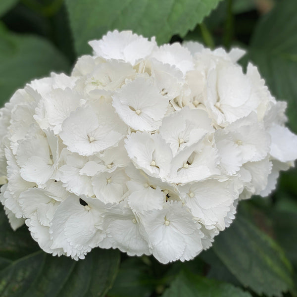 Hydrangea Snowball White - 5 Stems Bouquet Grade