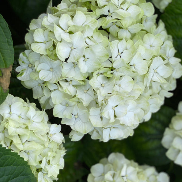 Hydrangea Snowball White - 5 Stems Bouquet Grade