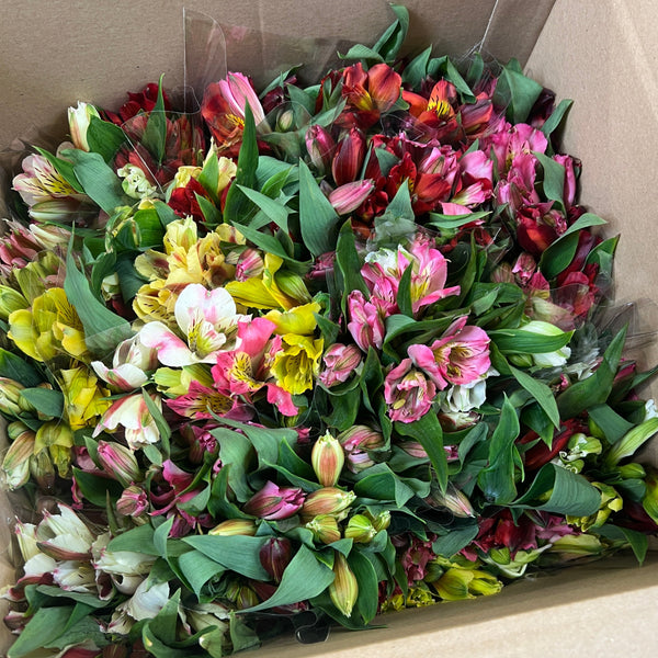 FARM SHOP FLOWERS -Alstro POSY Bunches x 6