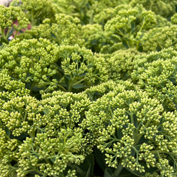 Sedum - Bunch of 10 stems