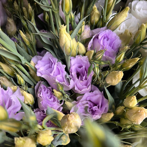 Lisianthus UK GROWN (Suffolk) - mixed colours