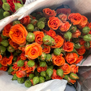 IMPORT - ROSE Spray ORANGE 60cm 10 stems