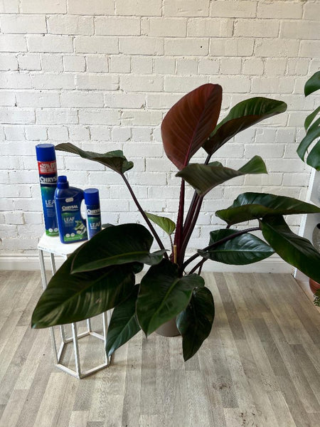 Indoor Plants - Philodendron Rojo Congo 10L