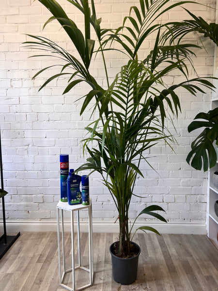 Indoor Plants - Kentia Palm 10L