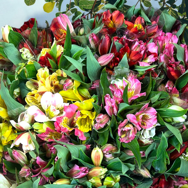 FARM SHOP FLOWERS -Alstro POSY Bunches x 6