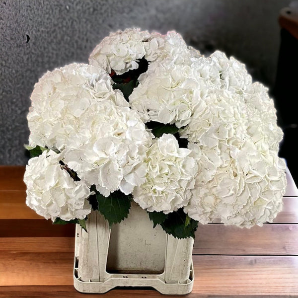 Hydrangea Snowball White - 5 Stems Bouquet Grade