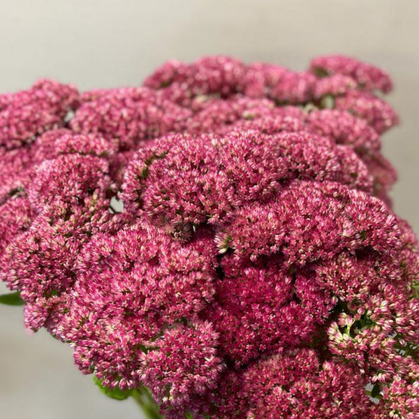 Sedum - Bunch of 10 stems