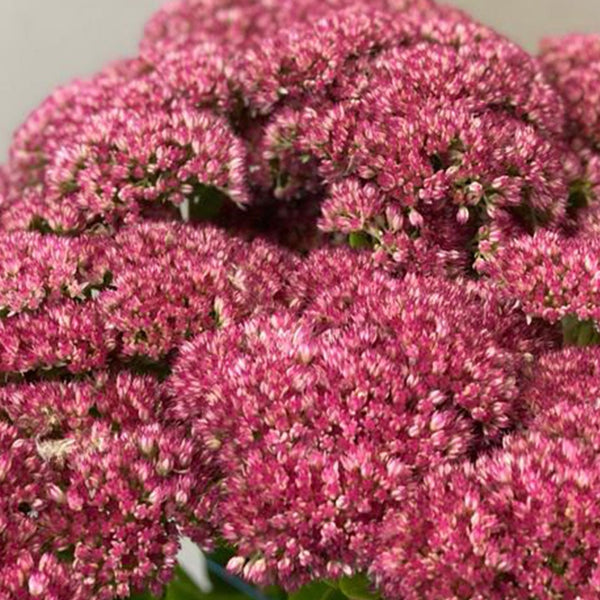 Sedum - Bunch of 10 stems