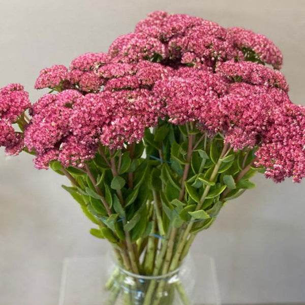 Sedum - Bunch of 10 stems