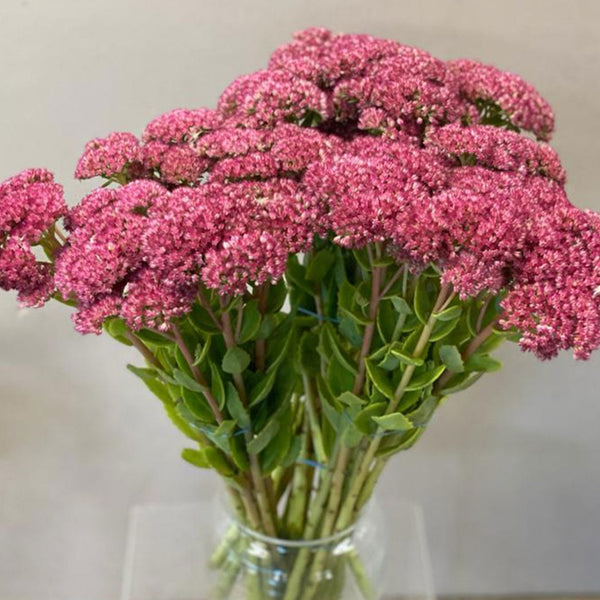 Sedum - Bunch of 10 stems