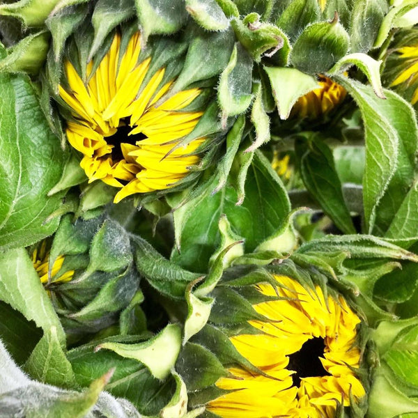 uk sun flowers wholesaler