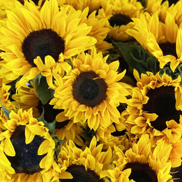 deal wholesale sunflowers 