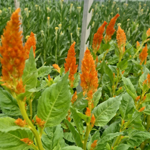 Celosia plumosa - Sunday Orange - 10 stems