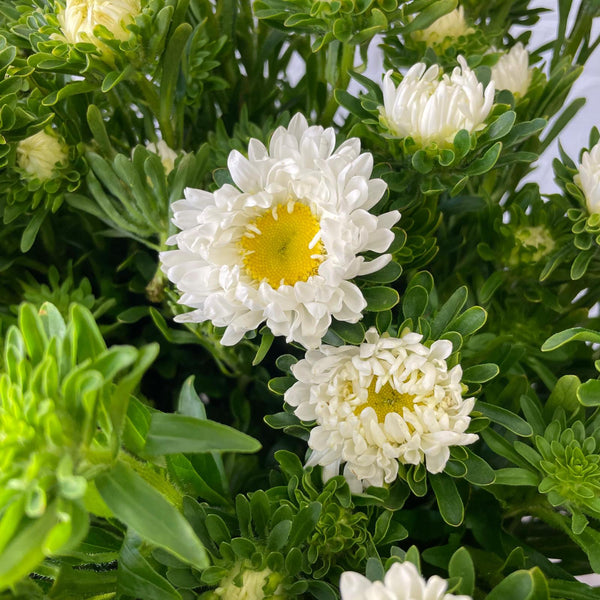 Aster - Bundle of 5 Bunches - WHITE