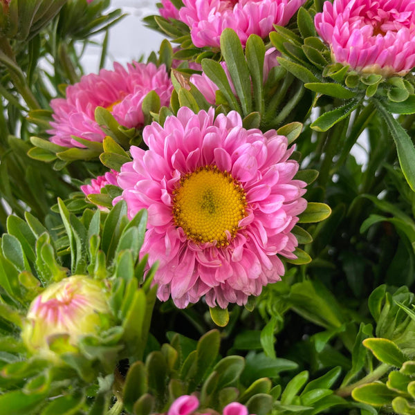 Aster - Bundle of 5 Bunches - PINK