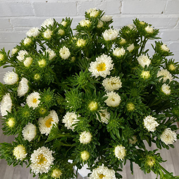 Aster - Bundle of 5 Bunches - WHITE