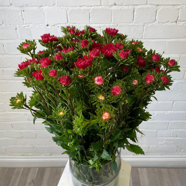 Aster - Bundle of 5 Bunches - RED