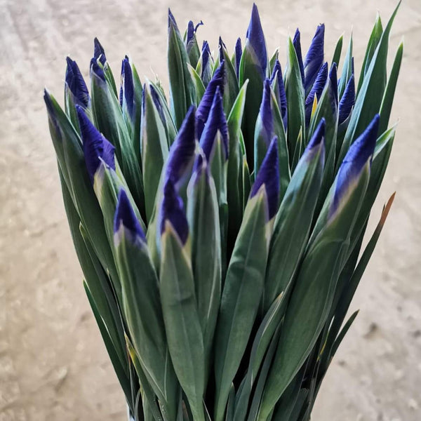 British Grown Iris 'Blue Magic' - Bundle of 50 Stems