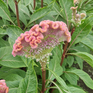 Celosia cristata - Neo Pink - 10 stems