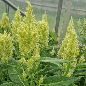 Celosia plumosa - Sunday Green - 10 stems