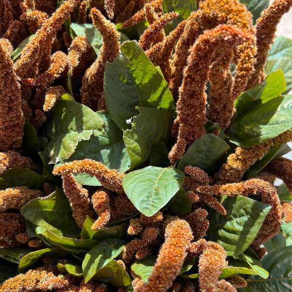 autumn biscuit blooms