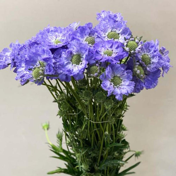 uk scabious local grown