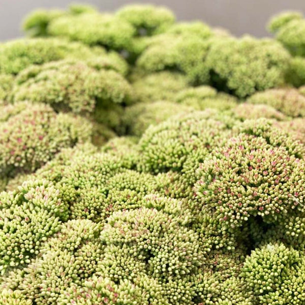 Sedum - Bunch of 10 stems