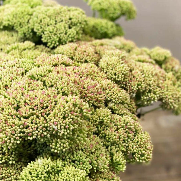 Sedum - Bunch of 10 stems