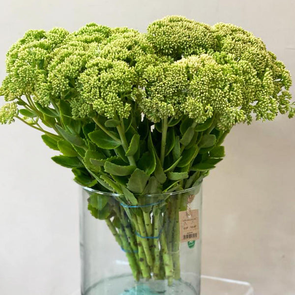 Sedum - Bunch of 10 stems