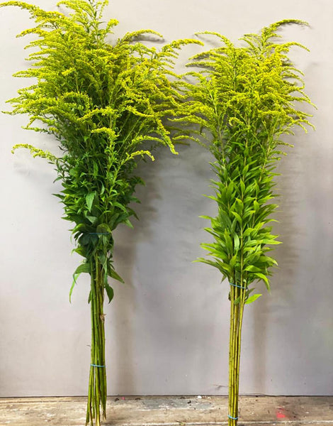 Solidago - Bundle of 50