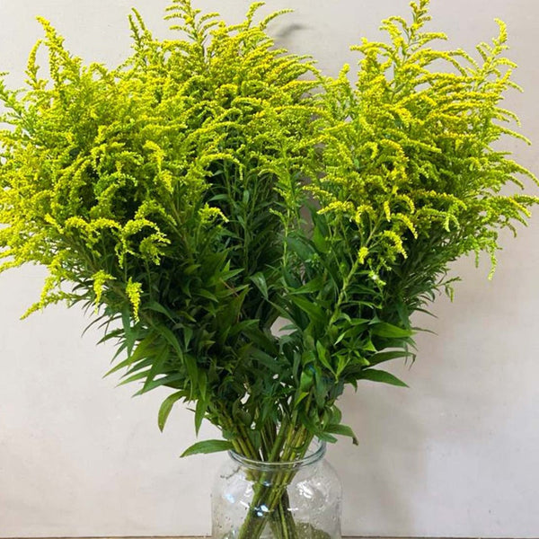 Solidago - Bundle of 50