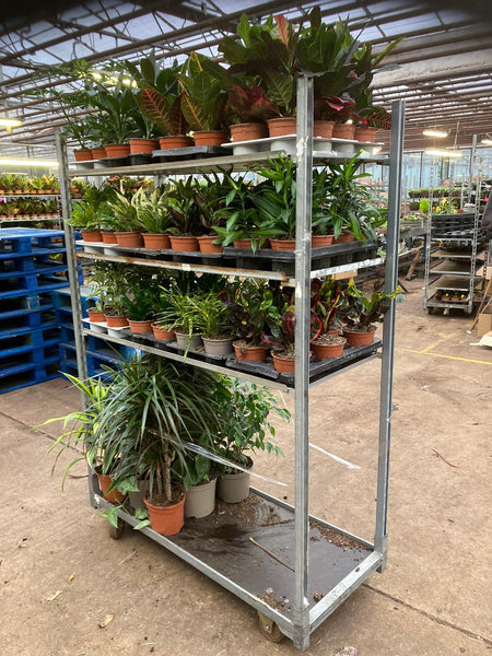 PLANTS - TROLLEY DEAL 'A'