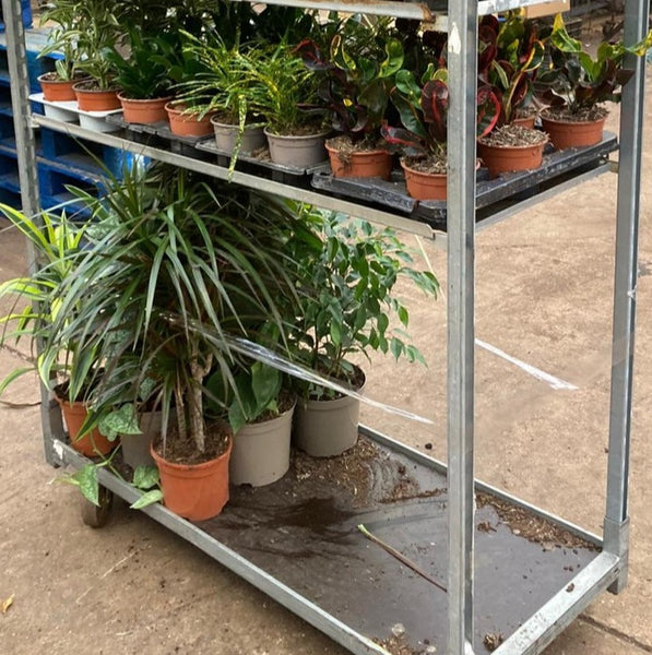 PLANTS - TROLLEY DEAL 'C'