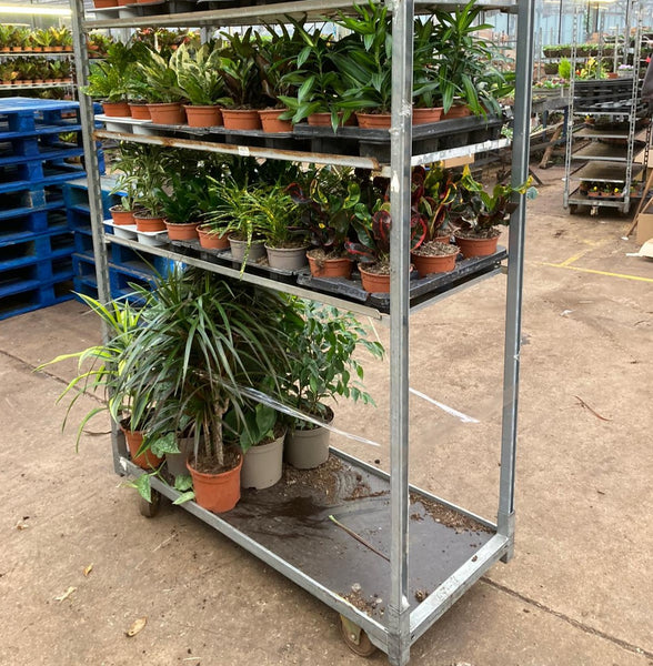 PLANTS - TROLLEY DEAL 'B'