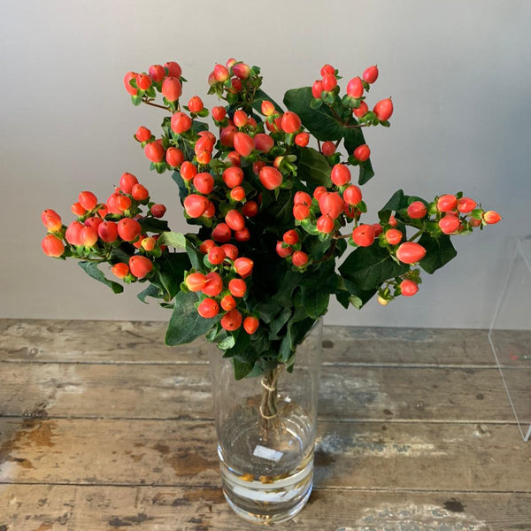 IMPORT Hypericum - Coral 10 stems