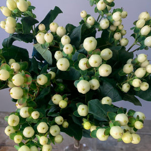 IMPORT Hypericum - White 10 stems