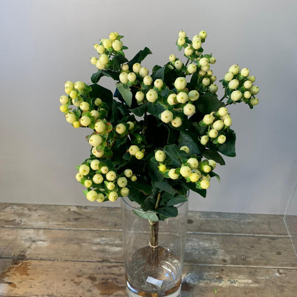 IMPORT Hypericum - White 10 stems