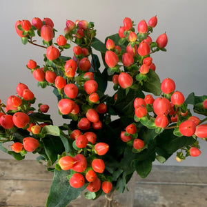 IMPORT Hypericum - Coral 10 stems