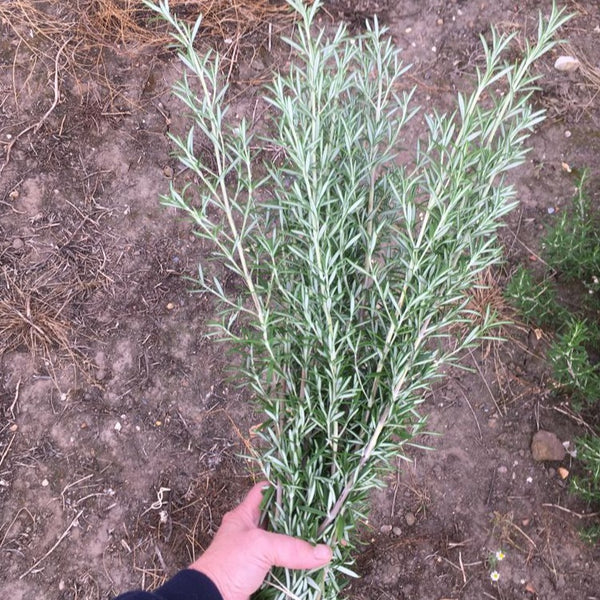 Rosemary - Bunch