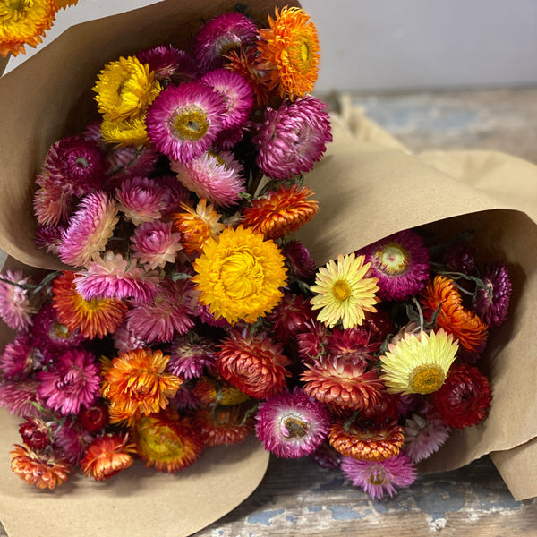 Dried Helichrysum - Strawflower 10 stems