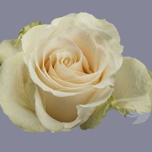 IMPORT Rose - Large Headed Cream Vendela 50cm - 25 stems