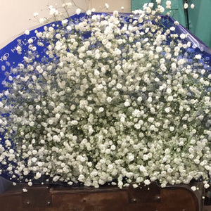 Gypsophila British White Bundle (Approx 25 stems)