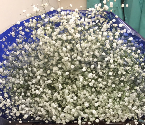 Gypsophila - White **Box Offer** 4 x Bundles