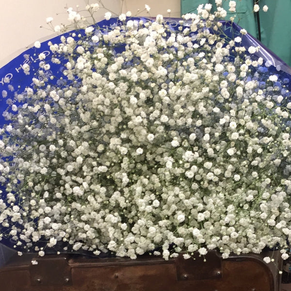 Gypsophila British White Bundle (Approx 25 stems)