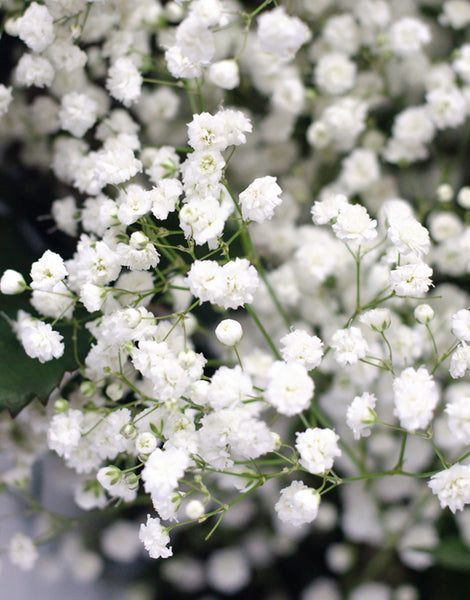 Gypsophila British White Bundle (Approx 25 stems)